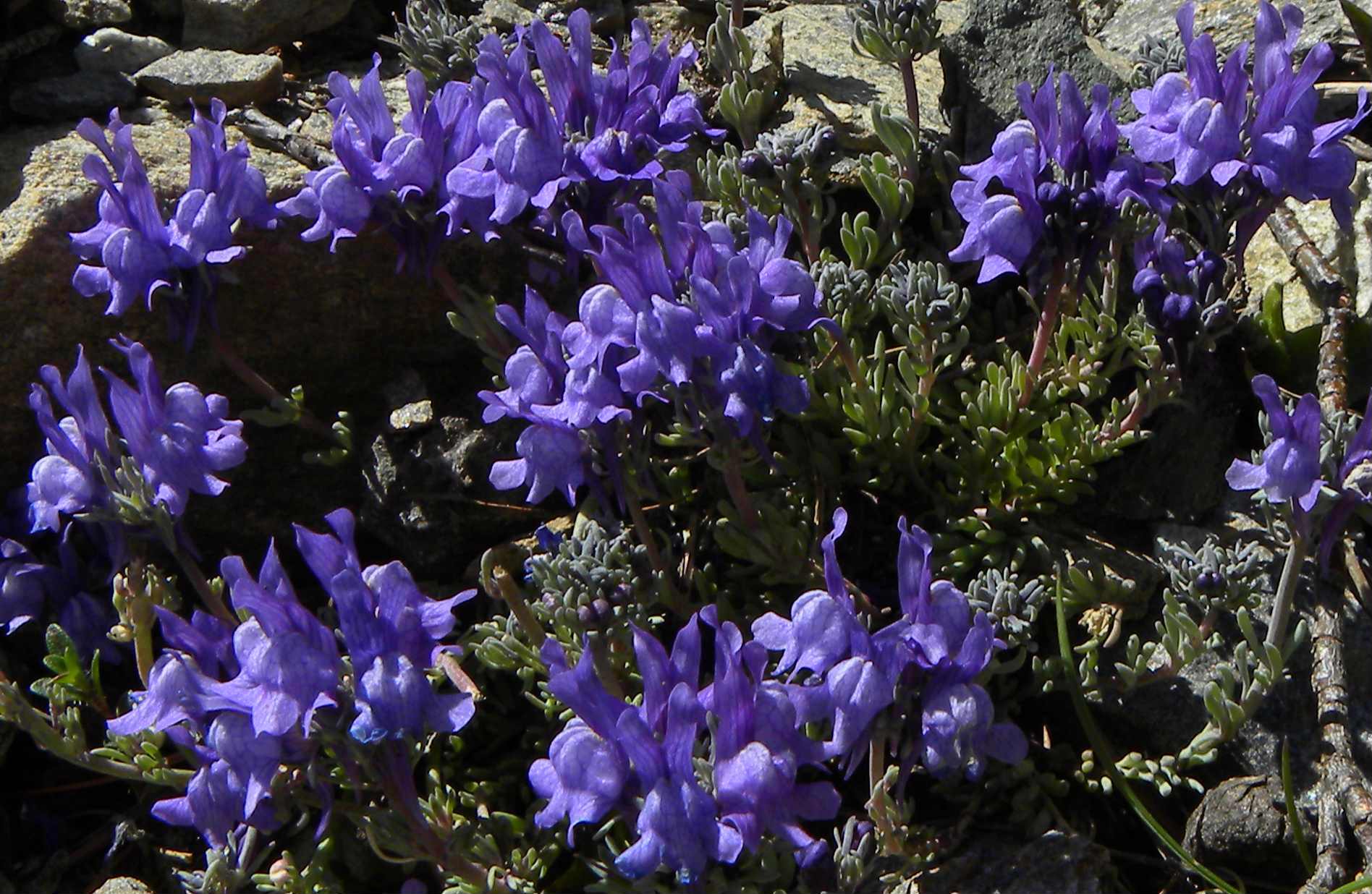 linaria alpina monocromatica? Si